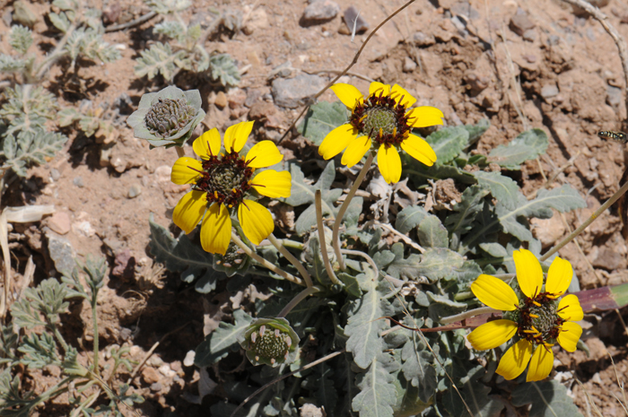 Lyreleaf Greeneyes grows up to about 2 feet and prefers elevations from 2,200 to 7,000 feet. Habitat preferences are extremely variable including dry sandy loams, rocky limestone soils, irrigated fields, disturbed soils, roadsides, plains and more. Berlandiera lyrata 